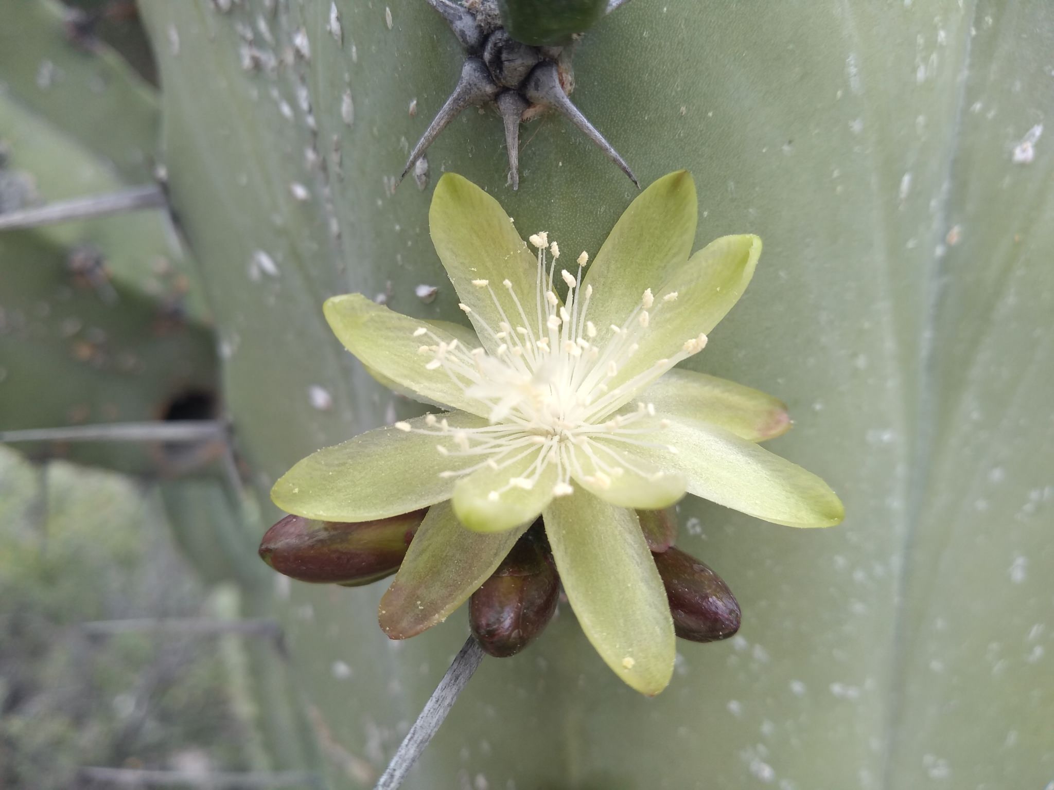 Myrtillocactus geometrizans